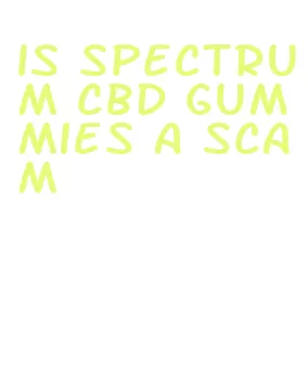is spectrum cbd gummies a scam