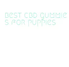 best cbd gummies for puppies